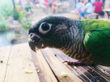 Close-up of parrot eating