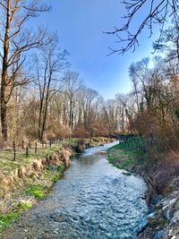 River amidst bare trees in forest