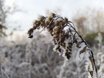 Close-up of snow on plant