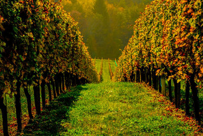 Trees growing on field during autumn