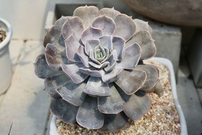 Close-up of succulent plant