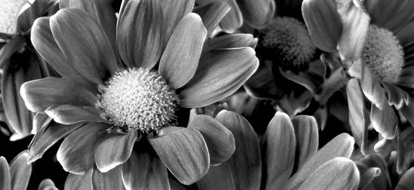 Full frame shot of fresh white flowering plants