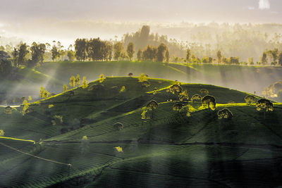 Scenic view of agricultural landscape against sky