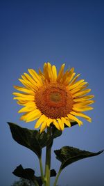 Close-up of sunflower against sky