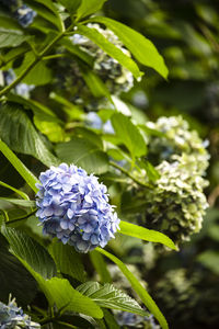 Close-up of purple flowering plant