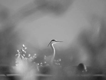 Bird perched in focal bnw