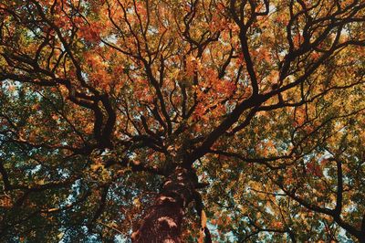 Low angle view of tree during autumn