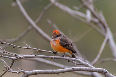 Close-up of bird perching on branch