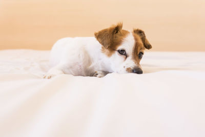 Portrait of dog resting on bed