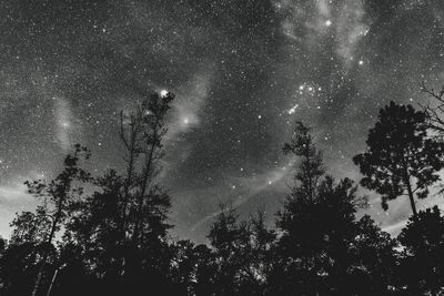 Low angle view of silhouette trees against sky at night