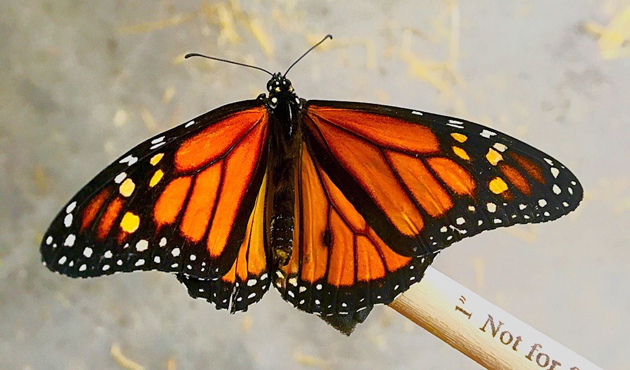 insect, one animal, animal themes, butterfly, wildlife, animals in the wild, butterfly - insect, close-up, focus on foreground, orange color, animal antenna, yellow, animal markings, perching, nature, orange, multi colored, animal wing, colorful, day, beauty in nature, no people