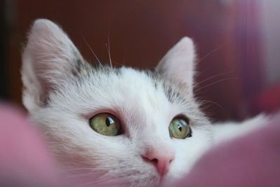 Close-up portrait of a white cat