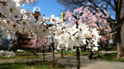 Close-up of cherry blossom