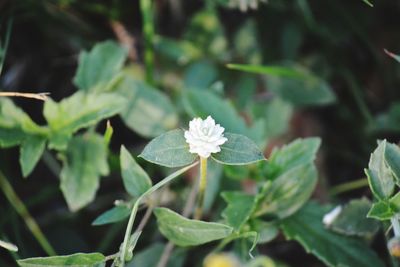 Close-up of flowering plant