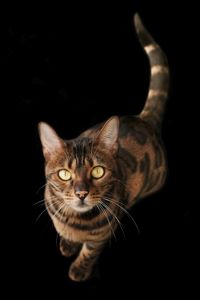 Cute bengal cat looking up to the camera. isolated on black background.