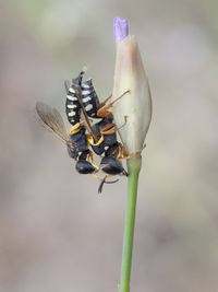 Close-up of insect