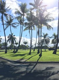 Palm trees on field by road