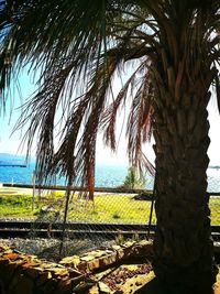 Palm tree by sea against sky