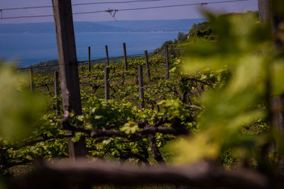 Plants and trees on field by sea against sky