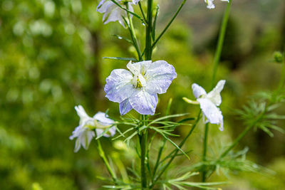 Close-up of white flowering plant