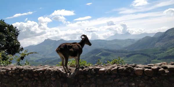 Horse standing on a mountain
