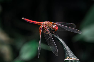 Close-up of insect on flower