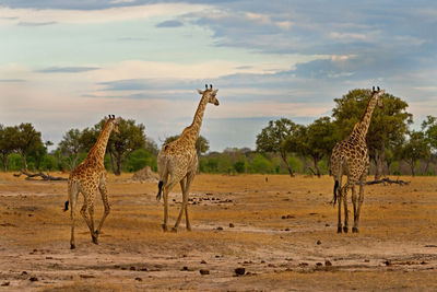 Giraffe walking on landscape against sky