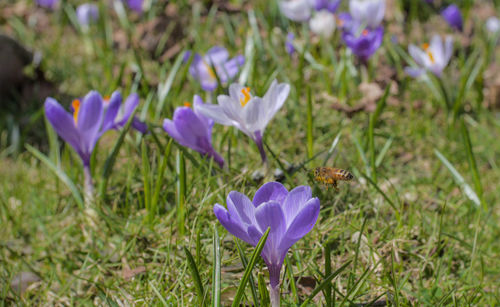 Close-up of purple crocus blooming on field