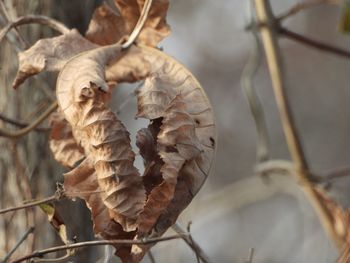 Close-up of dried plant with dry leaves