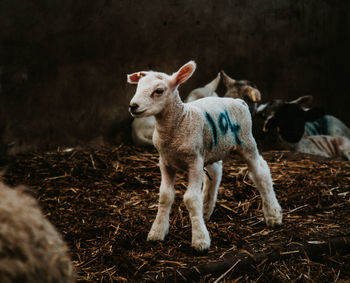 Sheep standing in a field