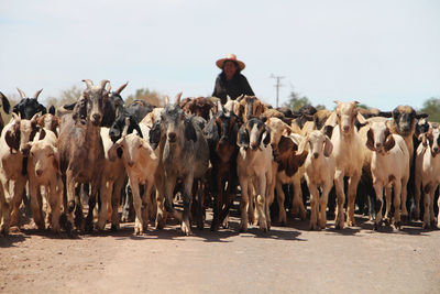 Panoramic view of crowd standing against sky