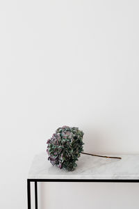 Close-up of potted plant on table against white wall