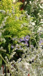 Close-up of plants