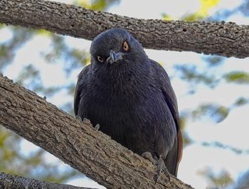 Low angle view of bird perching on branch