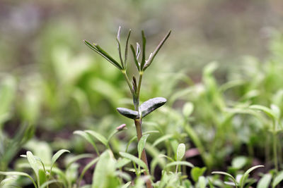 Close-up of a flower