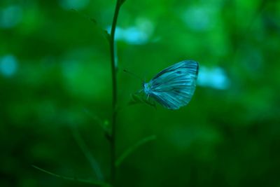 Close-up of butterfly on leaf