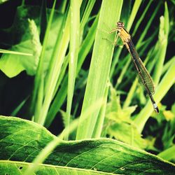 Close-up of insect on grass