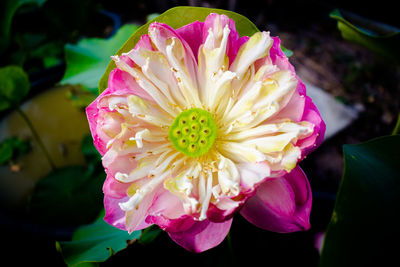 Close-up of pink flower blooming outdoors