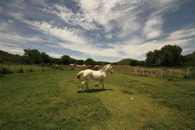 Horses in a field