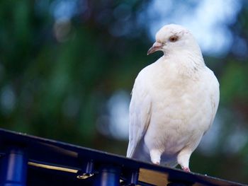 Low angle view of dove perching on railing
