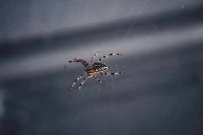 Close-up of spider on web