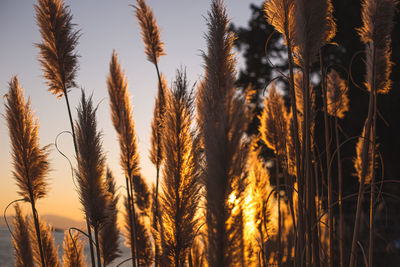 Close-up of stalks in field against sunset sky