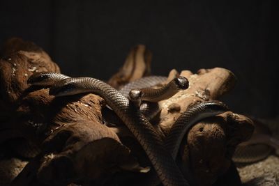 Snakes on tree stump at night