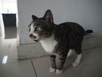 High angle view of cat looking away