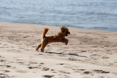 Full length of a dog on beach
