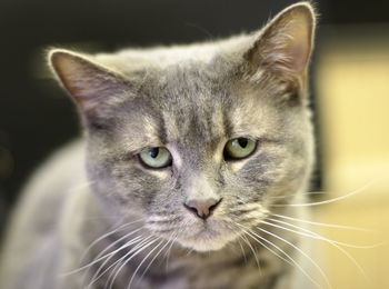 Close-up portrait of cat