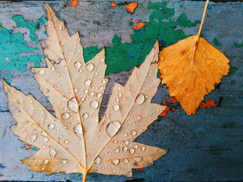 High angle view of wet maple leaves during autumn