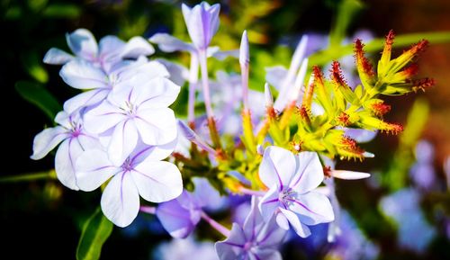 Close-up of purple flowers