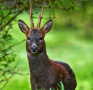 Portrait of deer