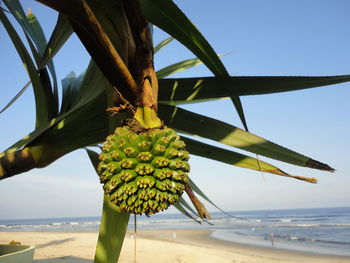 Close-up of plant on beach against sky